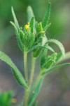 Madia glomerata