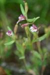 Mimulus breweri