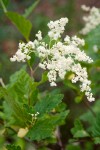Holodiscus discolor