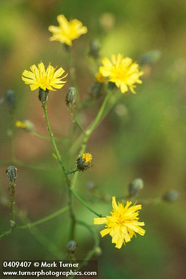 Hieracium scouleri