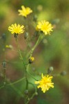 Hieracium scouleri