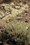 Eriogonum strictum