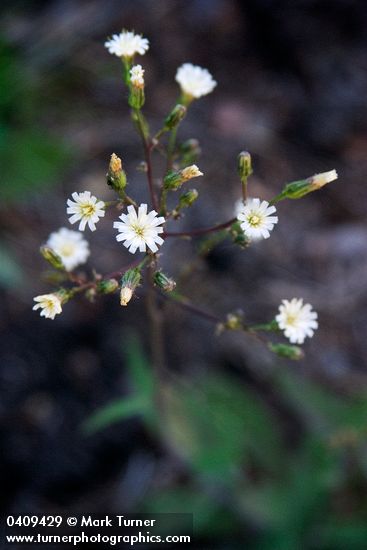 Hieracium albiflorum