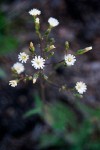 White Hawkweed blossoms