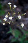 Hieracium albiflorum