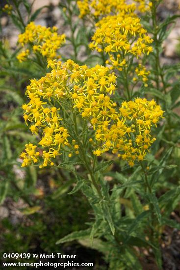 Senecio serra | Butterweed Groundsel | Wildflowers of the Pacific Northwest