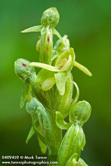 Platanthera stricta (Habenaria saccata)