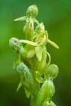 Slender Bog Orchid blossoms detail