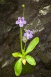 Pinguicula vulgaris