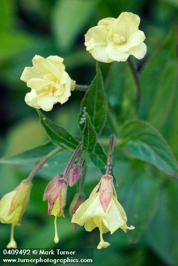 Epilobium luteum