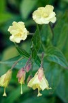 Yellow Fireweed blossoms & foliage detail