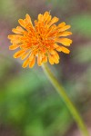 Orange Agoseris blossom detail