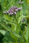 American Sawwort blossoms & foliage