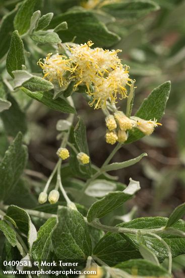 Luina hypoleuca