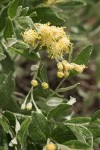 Silverback Luina blossoms & foliage