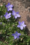 Campanula piperi