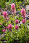 Castilleja parviflora