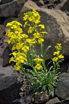 Erysimum arenicola