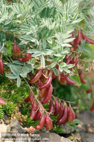 Astragalus cottonii