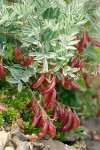 Olympic Mountain Milkvetch foliage & fruit