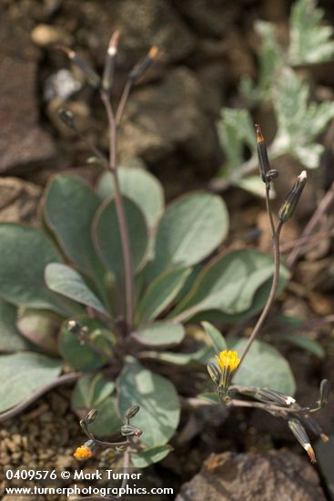 Crepis nana