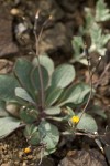 Dwarf Hawksbeard