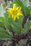 Senecio neowebsteri