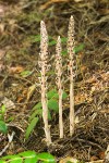 Allotropa virgata