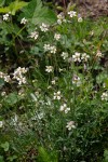 Douglas's Catchfly