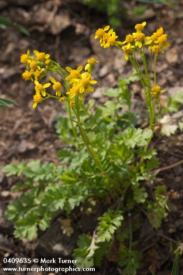 Packera flettii (Senecio flettii)