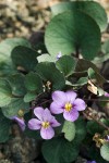 Olympic Violet (Flett's Violet) blossoms & foliage
