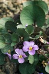 Viola flettii