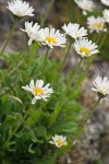 Erigeron flettii