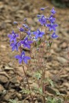 Rockslide Delphinium blossoms