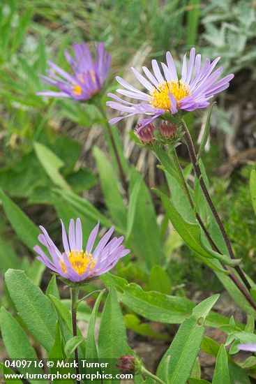 Symphyotrichum foliaceum var. foliaceum (Aster foliaceus)