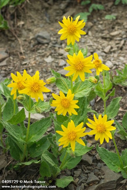 Arnica mollis