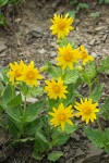 Arnica mollis