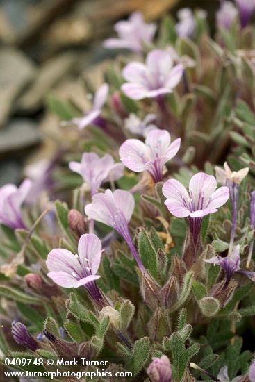 Collomia debilis