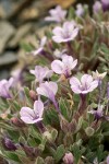 Alpine Collomia blossoms & foliage detail