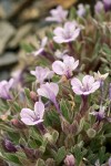 Collomia debilis