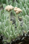 Antennaria lanata