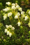 Yellow Heather blossoms & foliage detail