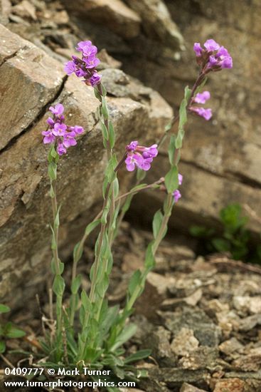 Arabis lyallii