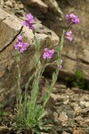 Arabis lyallii