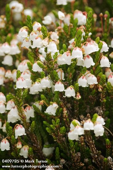 Cassiope mertensiana