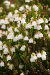 White Heather blossoms & foliage