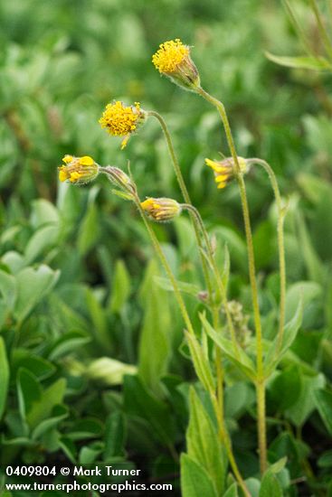 Arnica parryi