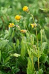 Nodding Arnica