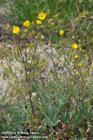 Potentilla diversifolia