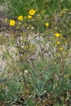 Potentilla diversifolia